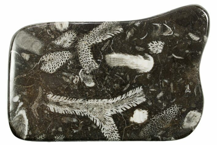 Polished Devonian Fossil Coral and Bryozoan Plate - Morocco #365132